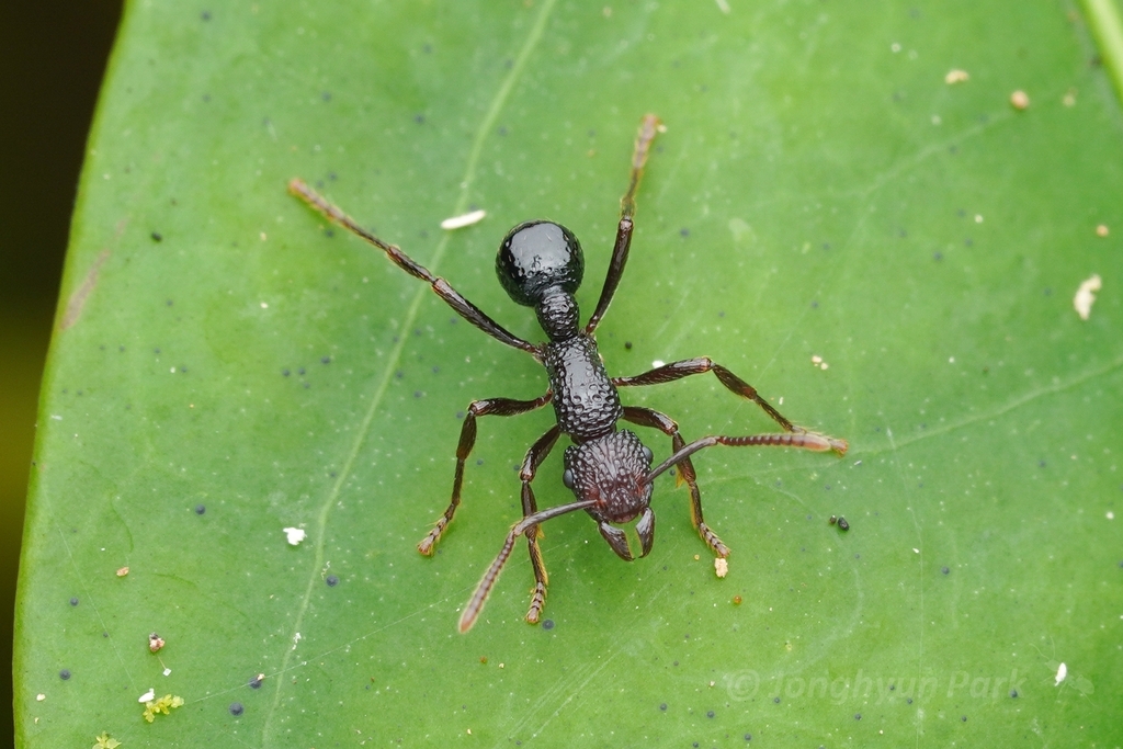 Stictoponera menadensis from Lembah Danum, Jalan Sandakan-Lahad Datu ...