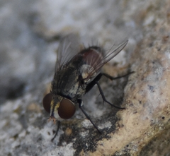 Miltogramminae