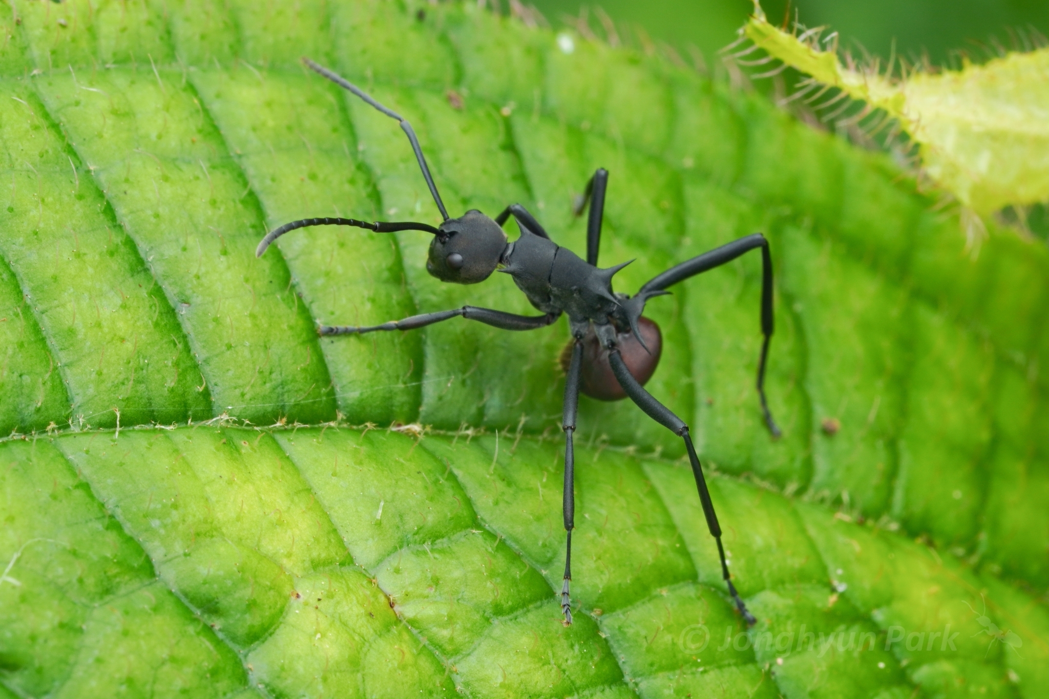 Polyrhachis thompsoni
