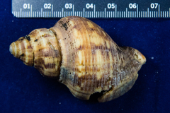 Stramonita canaliculata