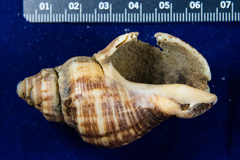 Stramonita canaliculata