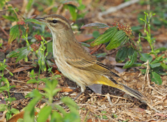Setophaga palmarum image