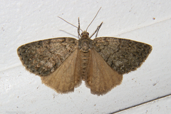 Pseudocoremia indistincta