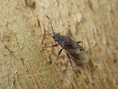 Rhypodes
