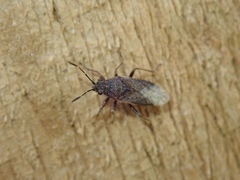 Rhypodes