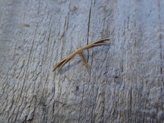 Pterophorus innotatalis