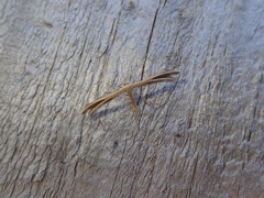 Pterophorus innotatalis