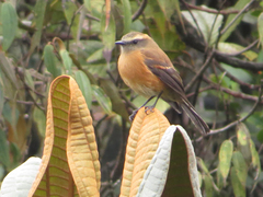 Ochthoeca fumicolor