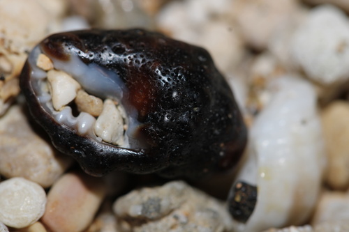 Tenguella granulata observed 2023-06-13