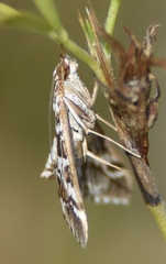 Epipagis forsythae
