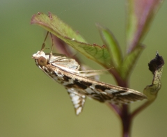 Epipagis forsythae