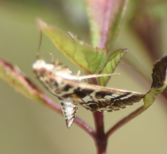 Epipagis forsythae