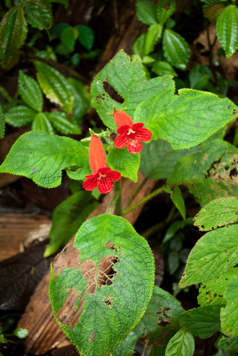Kohleria inaequalis var. inaequalis