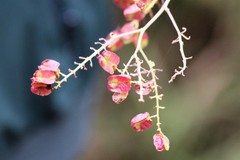 Serjania brachycarpa