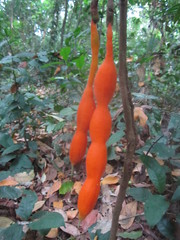 African Milk Bush (Angylocalyx)