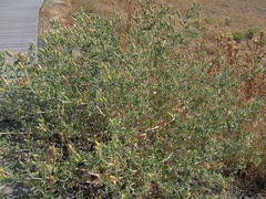 Mentzelia reverchonii