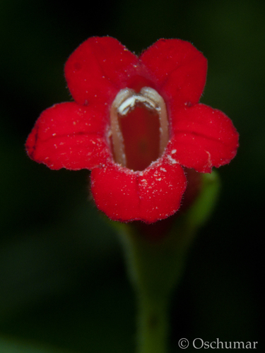Kohleria inaequalis var. lindenii