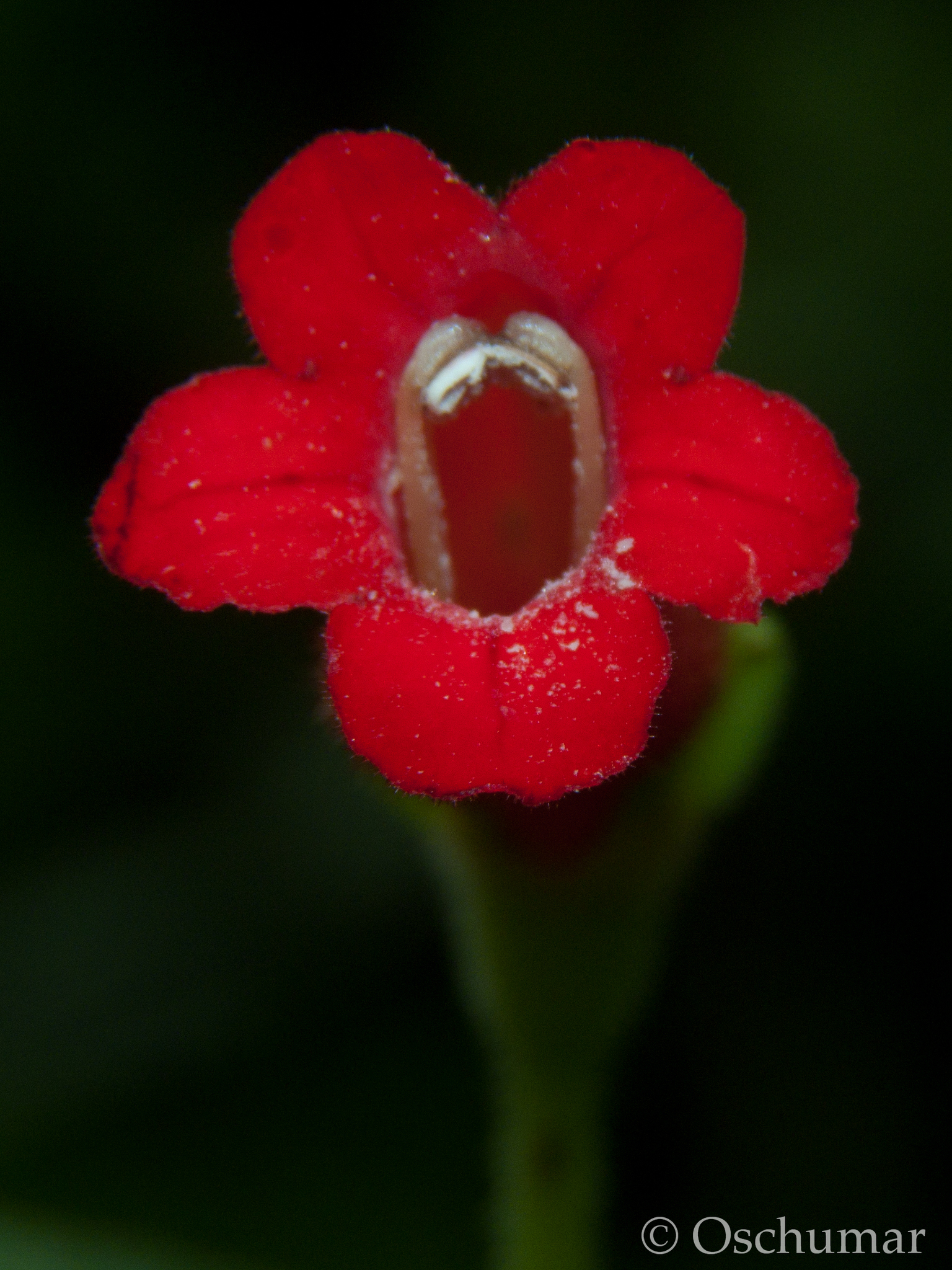 Kohleria inaequalis var. lindenii