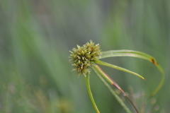 Cyperus lupulinus lupulinus