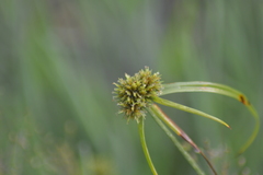 Cyperus lupulinus lupulinus