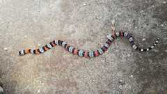 Lampropeltis micropholis