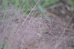 Digitaria cognata