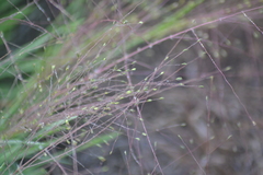 Digitaria cognata