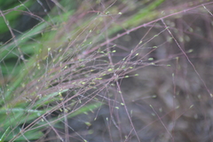 Digitaria cognata