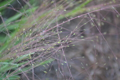 Digitaria cognata