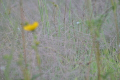 Digitaria cognata