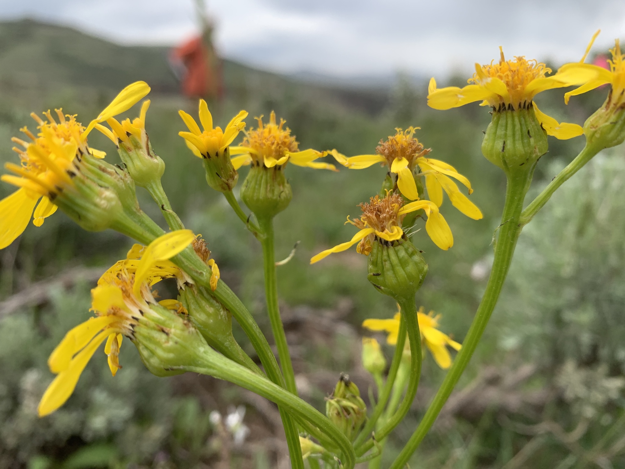 Senecio sphaerocephalus