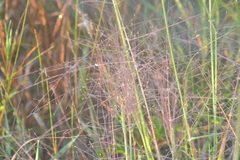 Digitaria cognata