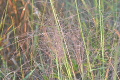 Digitaria cognata