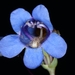 Penstemon pachyphyllus congestus - Photo (c) Darrin Gobble, alguns direitos reservados (CC BY), uploaded by Darrin Gobble