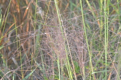 Digitaria cognata