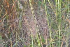 Digitaria cognata