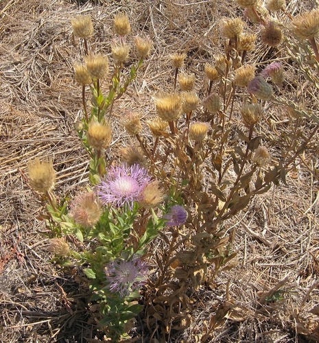 American basketflower