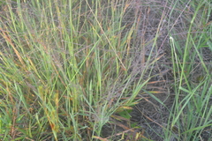 Digitaria cognata