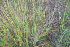 Digitaria cognata