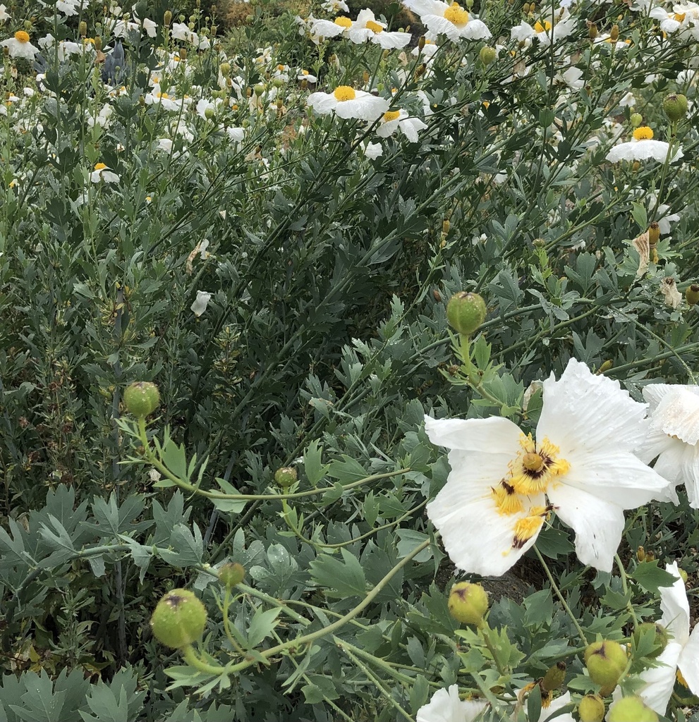 Hairy Matilija Poppy from Santa Fe Dam Recreational Area, Irwindale, CA ...