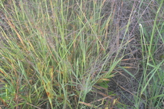 Digitaria cognata