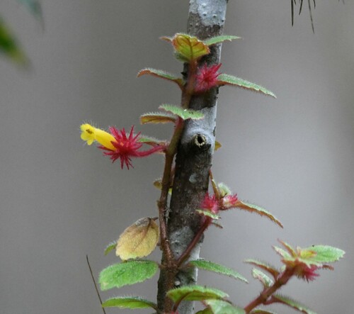 Image of Columnea domingensis by (c) Zac Peterson, some rights reserved (CC BY)