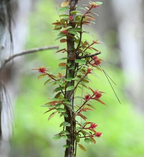 Image of Columnea domingensis by (c) Zac Peterson, some rights reserved (CC BY)