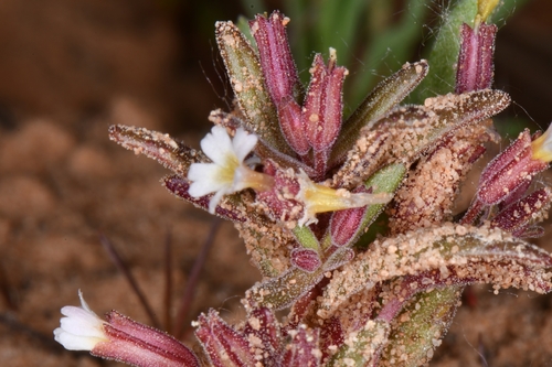 Image of Erythranthe rubella by (c) Darrin Gobble, some rights reserved (CC BY)
