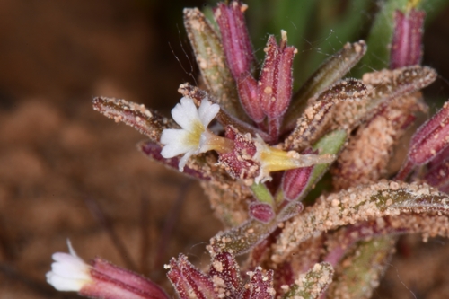 Image of Erythranthe rubella by (c) Darrin Gobble, some rights reserved (CC BY)