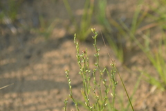 Polygonum tenue