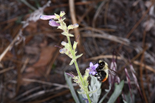 Great Basin Bumble Bee (Bombus centralis), a species recorded in Montana