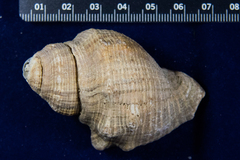Stramonita canaliculata
