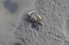 Macrophthalmus banzai