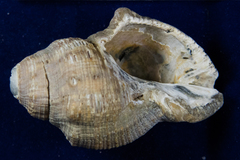 Stramonita canaliculata